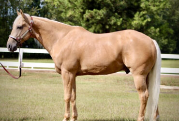 Gibbs 7 Years old 15.1hh Palomino AQHA Gelding