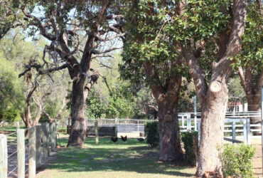 Agistment in the Swan Valley – Full board $200 pw