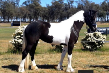Stunning Gypsy/Aust Highland x Friesian