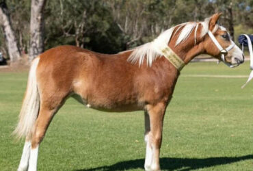 Stunning future superstar