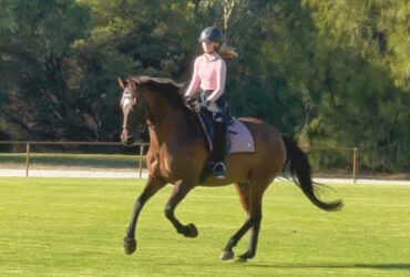 Dressage Schoolmaster – beautifully natured and reliable