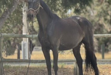 Ernie – the golden retriever of horses, ready to get started