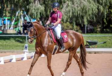 Blingy Chestnut Gelding, Dressage, PC/Adult Rider Mount