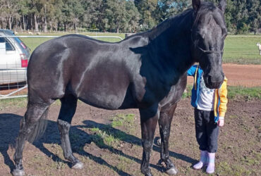 Black QH Stallion