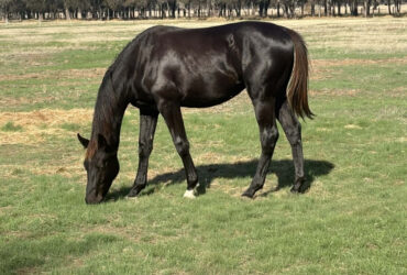 Tall athletic WB yearling