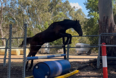 Tall athletic WB yearling
