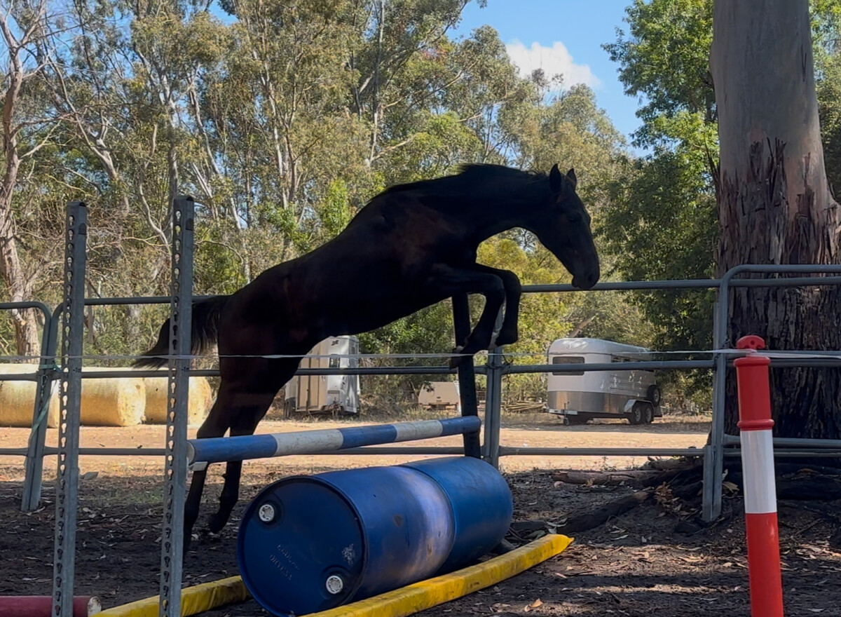 Tall athletic WB yearling
