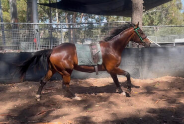 Talented 2 yo WB gelding