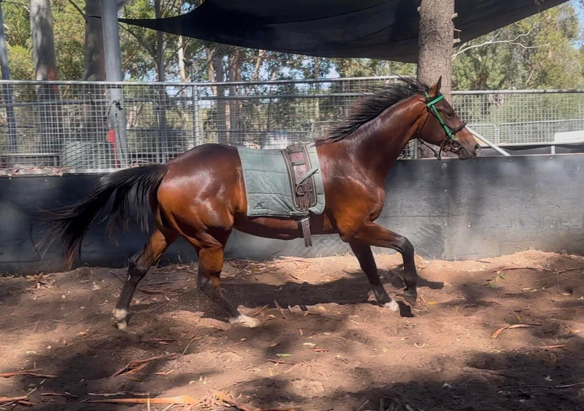 Talented 2 yo WB gelding