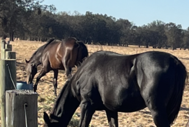 Tall athletic WB yearling