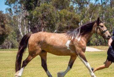 Stunning part bred Gypsy Cob with lots of heart