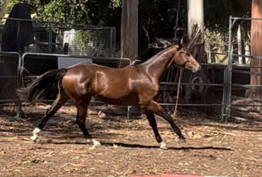Talented 2 yo WB gelding