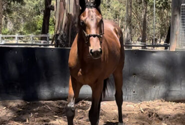 Talented 2 yo WB gelding