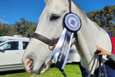 Impressive Grey Warmblood
