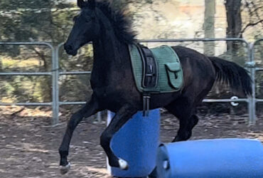 Tall athletic WB yearling