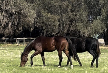 Talented 2 yo WB gelding