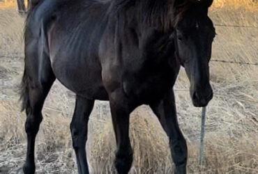 Tall athletic WB yearling