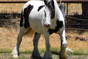For Sale Purebred Gypsy Cob Mare