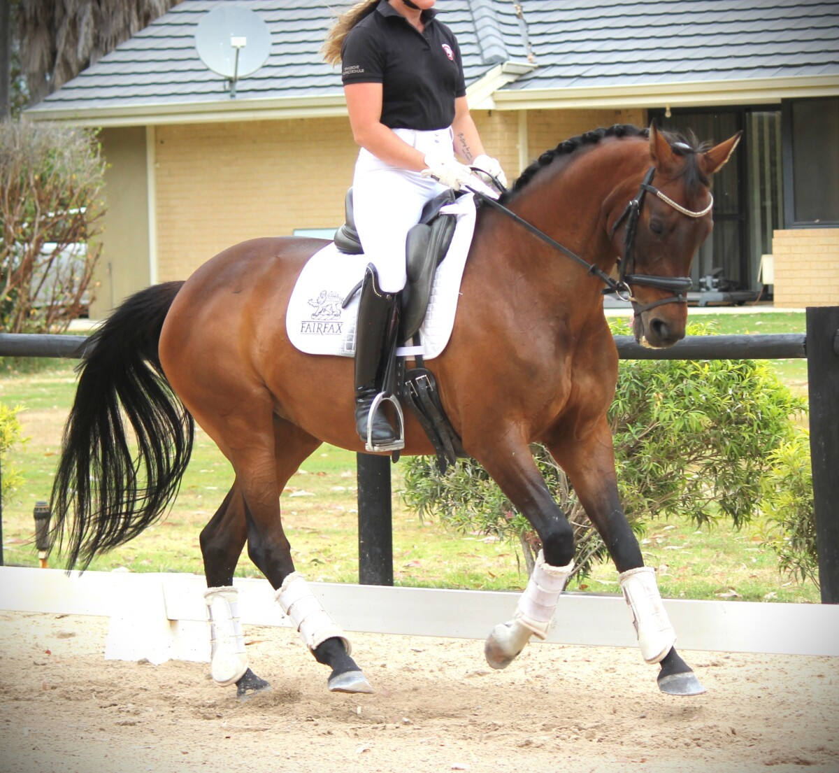 Versatile 15hh Warmblood Mare – All rounder!