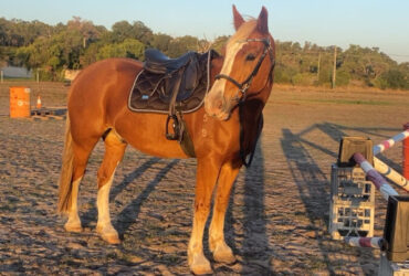 Talented show jumper