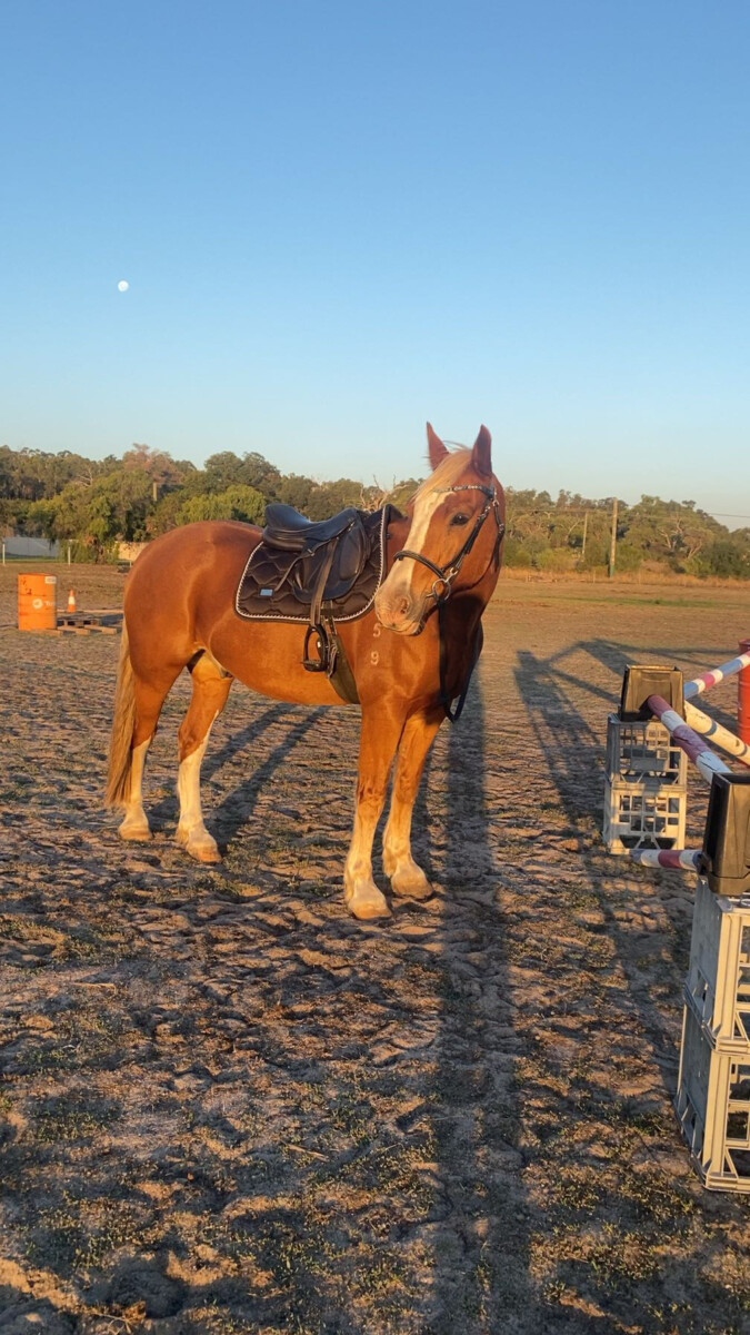 Talented show jumper