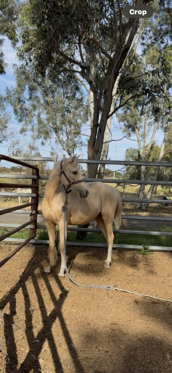 Palomino filly reg part arab