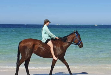 Beautiful Boy 10 Year Old Thoroughbred Gelding