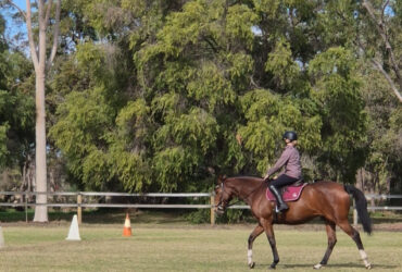 Quality 6-Year-Old Yalambi Warmblood x Thoroughbred Mare