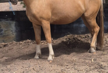 Super dressage or show pony prospect