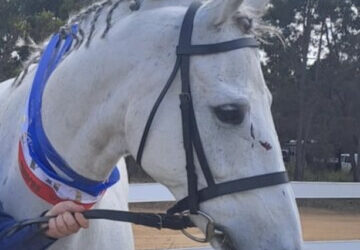 Sweet 16hh 10 yr old ottb