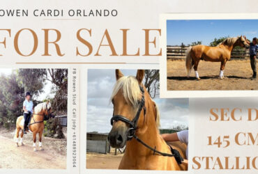 Striking Welsh Cob stallion