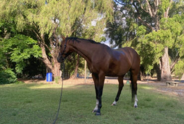 Yalambi Warmblood x Thoroughbred Quality 6-Year-Old Mare