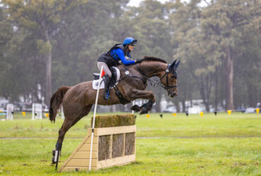 Talented Jumper/eventer