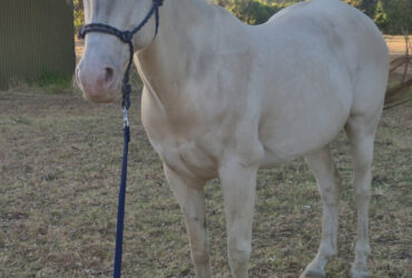 Cremello Gelding 15hh 13 years