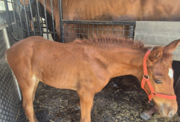 Trakehner x Andalusian Filly