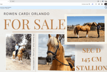 Striking Welsh Cob stallion