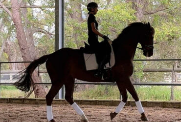 Dressage schoolmaster
