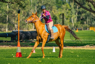 Beautiful Chestnut TB Mare for sale