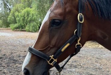 Yalambi Warmblood x Thoroughbred Quality 6-Year-Old Mare