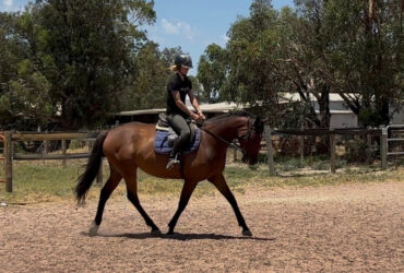 Sweet off the track mare