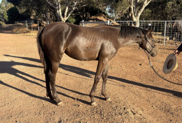 QH x Stockhorse filly