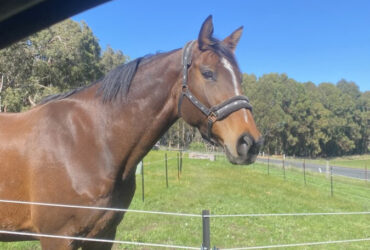 Stunning Hanoverian X ThroughBred Mare