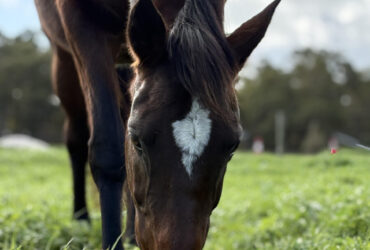 Pretty, sensitive and people-loving stockhorse mare