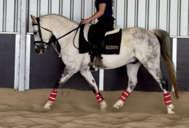 Well educated eventer