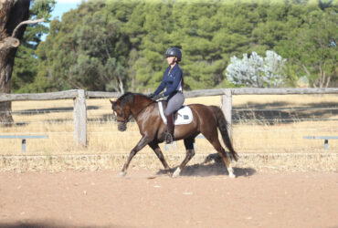 A Top Quality Welsh B Gelding