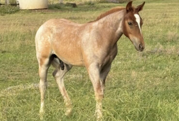 Red Roan 2025 AQHA colt