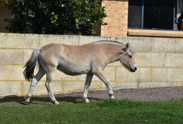 FOR SALE Gypsian Sands Ullindria Purebred Norwegian Fjord filly