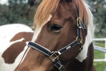 Pinto Warmblood x Mare