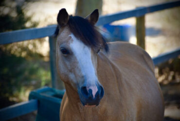 Kingfisher park Marvin