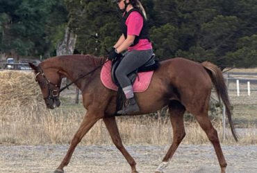 Loving & willing chestnut mare ready to go on with